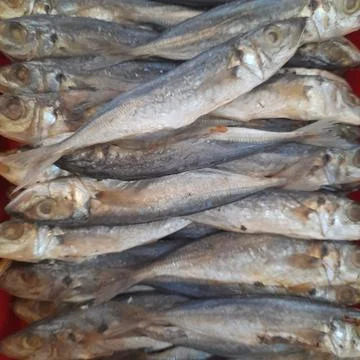 Salted mackerel Foto stock