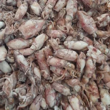 Salted squid Foto stock