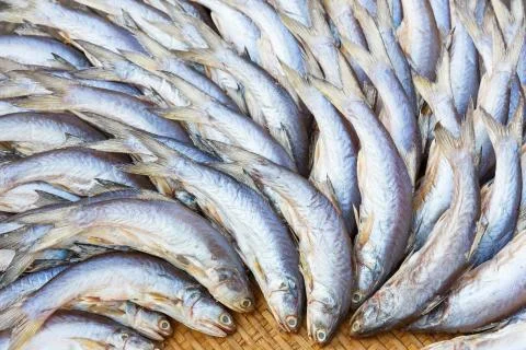 Salted threadfin fish Stock Photos
