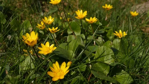 Сaltha beautiful yellow spring flower at lawn. Stock Footage 107192620