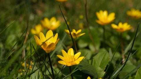 Сaltha beautiful yellow spring flower at lawn. Stock Footage 107192685