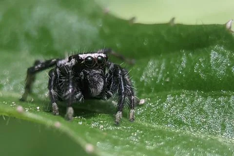Salticidae Stock Photos