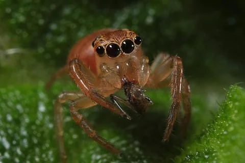 Salticidae - Small Jumping Spider Stock Photos