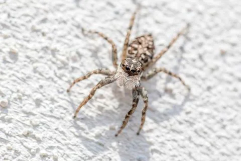 The Salticidae spider Foto stock