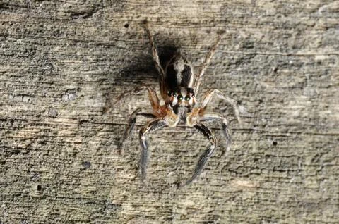 Salticidae spider on the tree Stock Photos