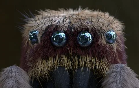 Salticus scenicus jumping spider macro 3d illustration Stock Illustration