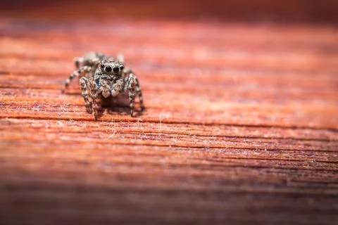 Salticus scenicus jumping spider macro on a wood texture, shallow depth of field Stock Photos