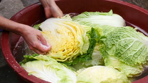 Salting cabbage to make kimchi 库存影片 162631772