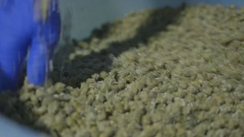 Salting green capers Stock Footage 71490983