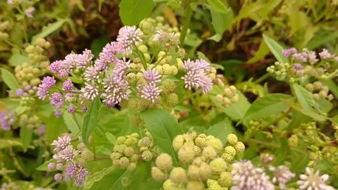 Saltmarsh fleabane pink flower video Stock Footage 154209059