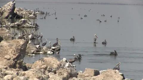 Salton Sea Video stock 35516396