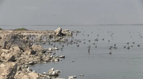 Salton Sea Video stock 35516460