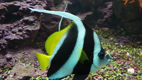 Saltwater angelfish Stock Footage 244552203