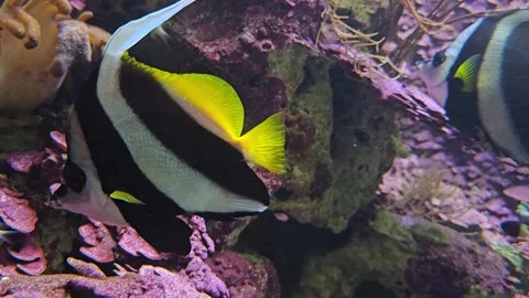 Saltwater angelfish  Stock Footage 277544582
