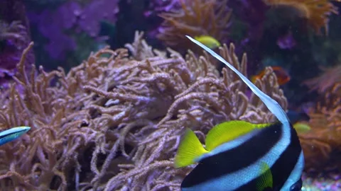 A saltwater angelfish resting Stock Footage 251741748