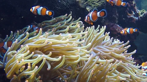 Saltwater Aquarium with different Fish Stock Footage 94310596