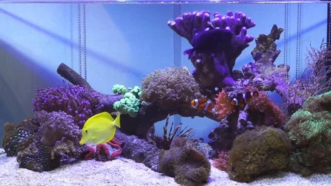 Saltwater aquarium Stock Footage 77430806