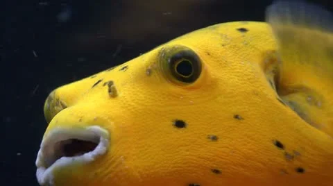 In a saltwater aquarium: golden puffer fish Stock Footage