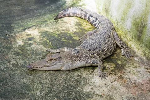 Saltwater crocodile in captivity Stock Photos