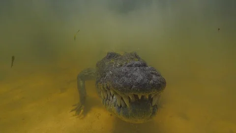 Saltwater crocodile  (Crocodylus porosus) in muddy water underwater shot Stock Footage