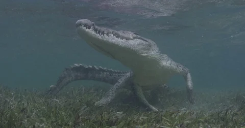 Saltwater Crocodile displaying on sea grass in shallow water Stock Footage