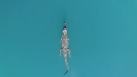 Saltwater Crocodile Stock Footage 93644574