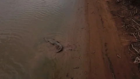 Saltwater Crocodile Stock Footage 106437787