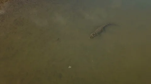 Saltwater Crocodile Stock Footage 118808184