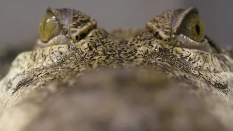 Saltwater crocodile macro rack focus from snout to eyes Video stock 266424573