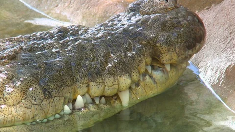 Saltwater Crocodile's Mouth Sticking Out... | Stock Video | Pond5