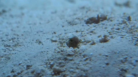 Saltwater eel in sand Stock Footage 65759364