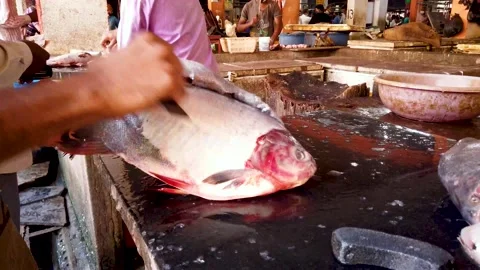 A Saltwater fish being cleaned at the fish market in Mysuru, India. Stock Footage 153408836