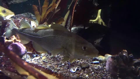 Saltwater Fish - Cod Aquarium Video stock 281166817