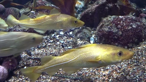 Saltwater Fish - Cod, Dorsch Stock Footage 281166290