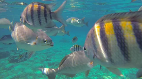 Saltwater Fish Stock Footage 32229077