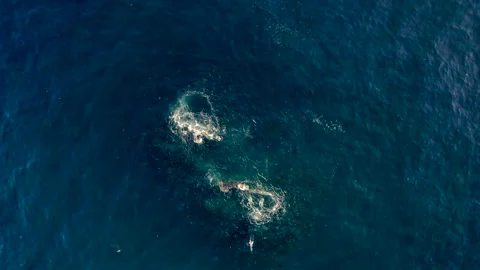 Saltwater fish 스톡 동영상 218413063