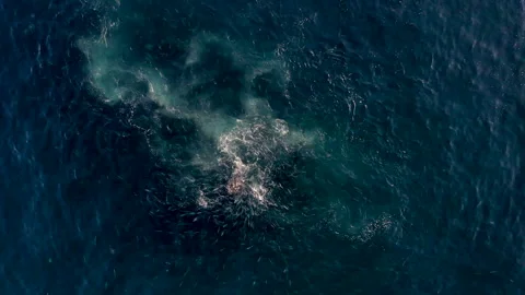 Saltwater fish 스톡 동영상 218413065