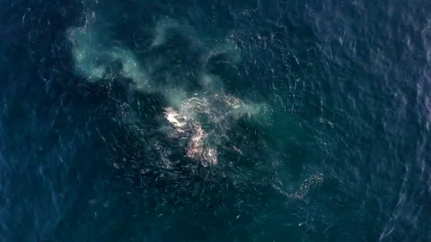 Saltwater fish 스톡 동영상 218413087