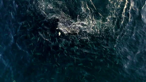 Saltwater fish 스톡 동영상 218413089