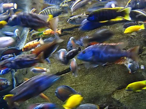 Saltwater Fish Stock Photos