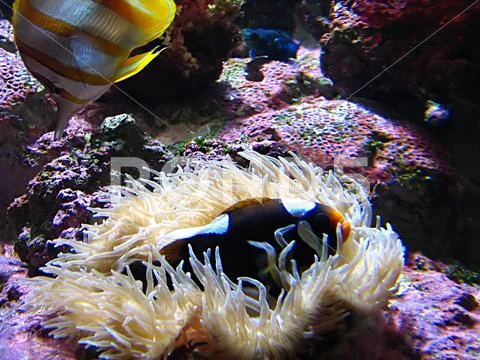 Saltwater Fish Stock Photos
