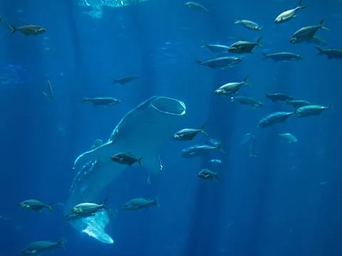 Saltwater Fish Stock Photos
