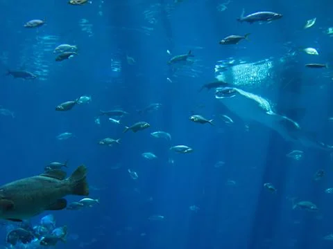 Saltwater Fish Stock Photos