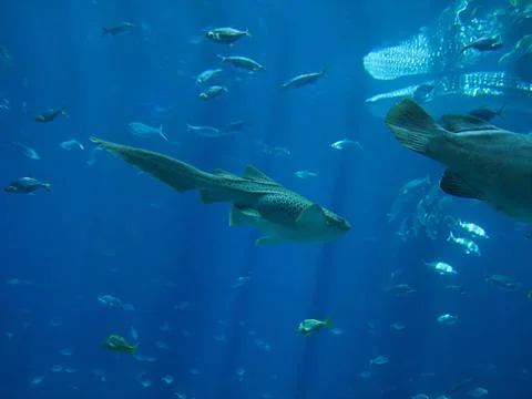 Saltwater Fish Stock Photos