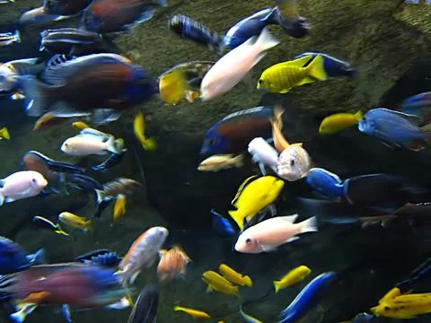 Saltwater Fish Stock Photos