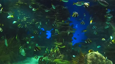 Saltwater fish schooling Stock Footage 65747733