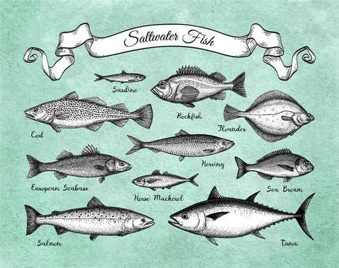 Saltwater fish set. Stock Illustration
