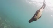 Saltwater Iguana Swimming Towards Coral Reef In Deep Blue Ocean Stock Footage