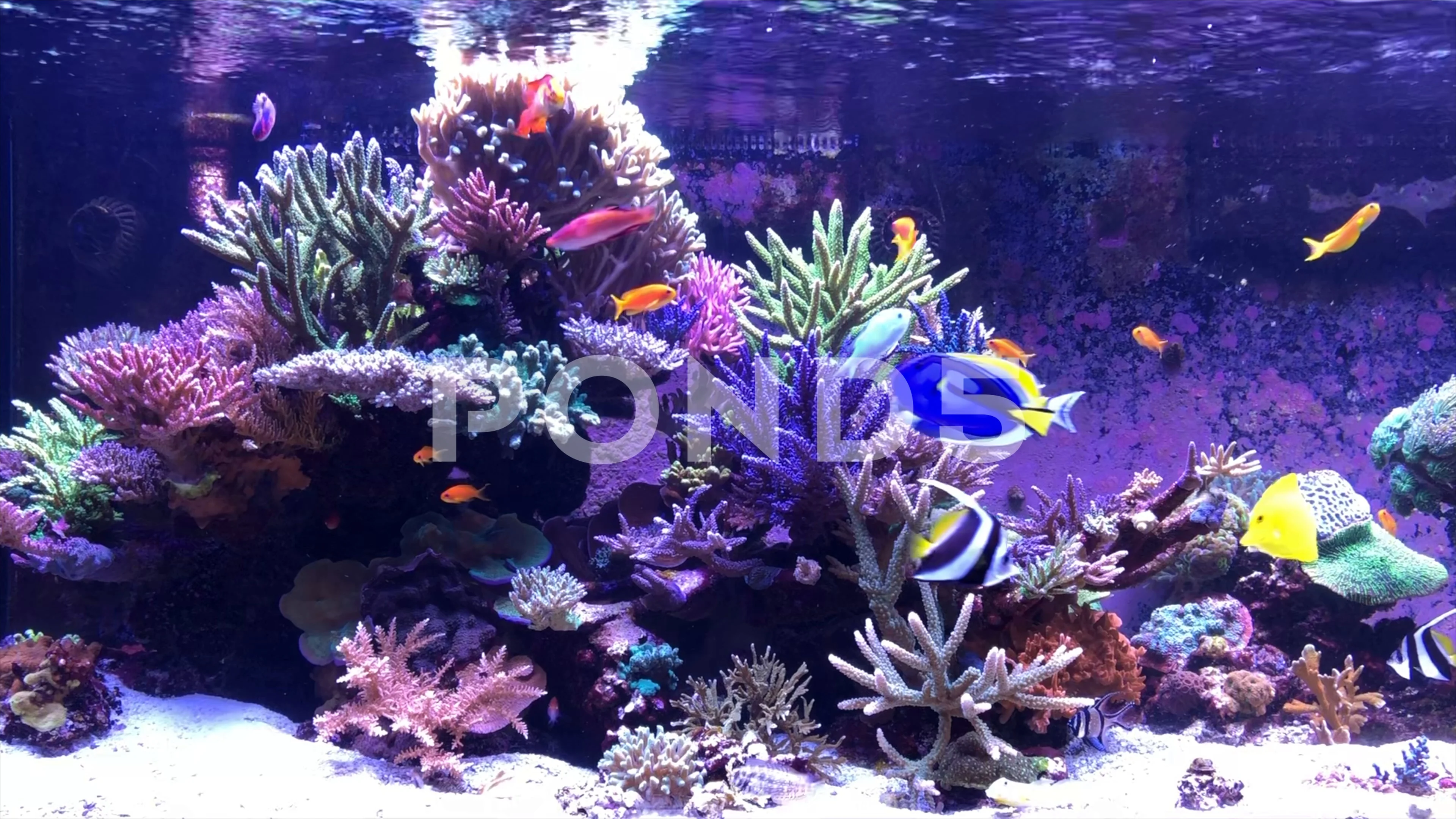 beautiful saltwater aquariums