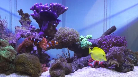 Saltwater reef aquarium Stock Footage 58821132